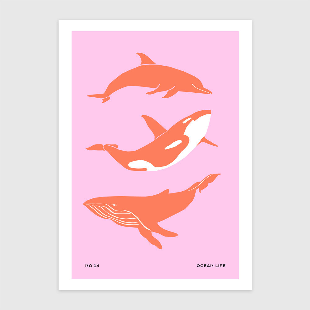 Animale Marine
