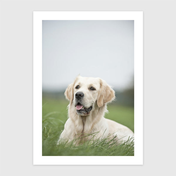 Golden Retriever a réten