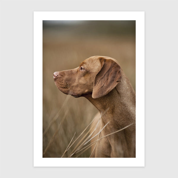 Magyar Vizsla
