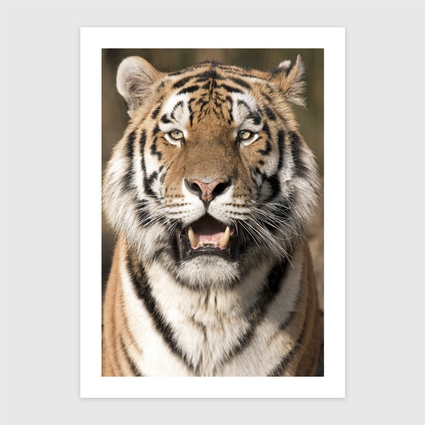 Szibériai tigris