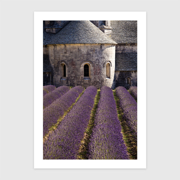 Virágzó levendula - Sénanque apátság, Provence