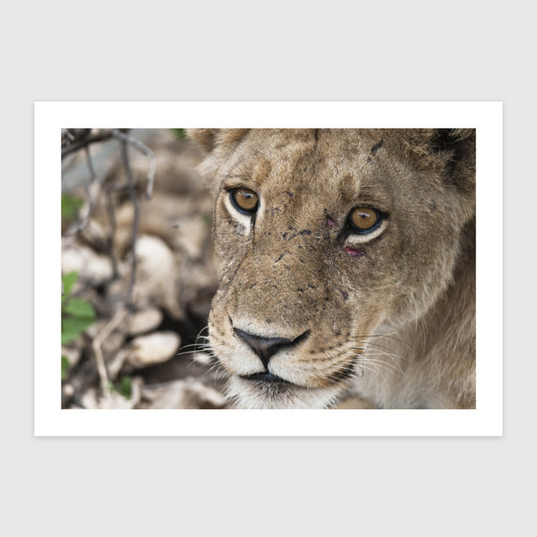 Harc után - Botswana, Afrika