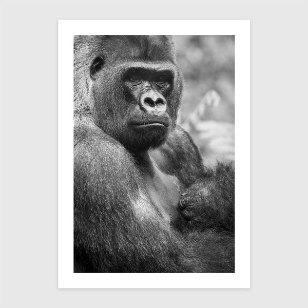 Síksági gorilla Tenerifén