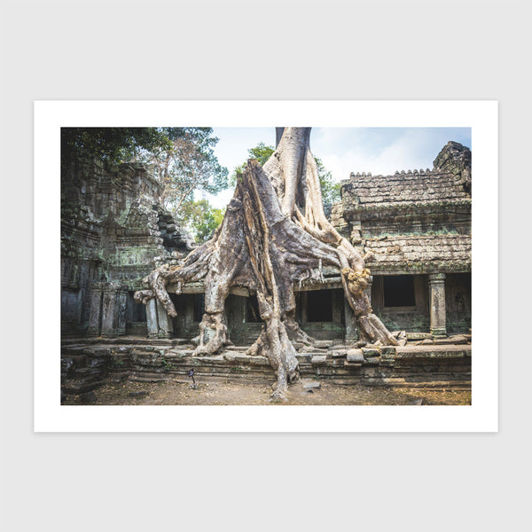 Kapokfa gyökerei Angkorban