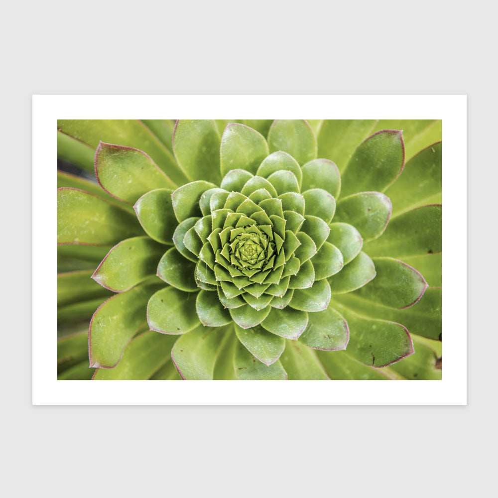 Spirális Aeonium levelek