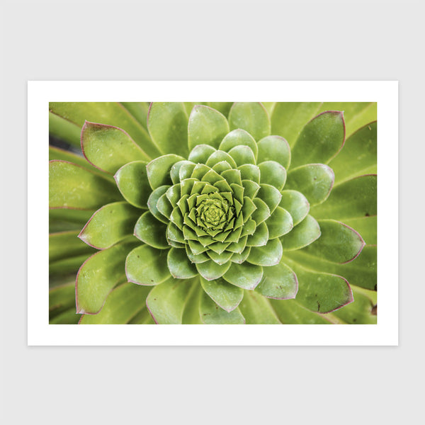 Spirális Aeonium levelek