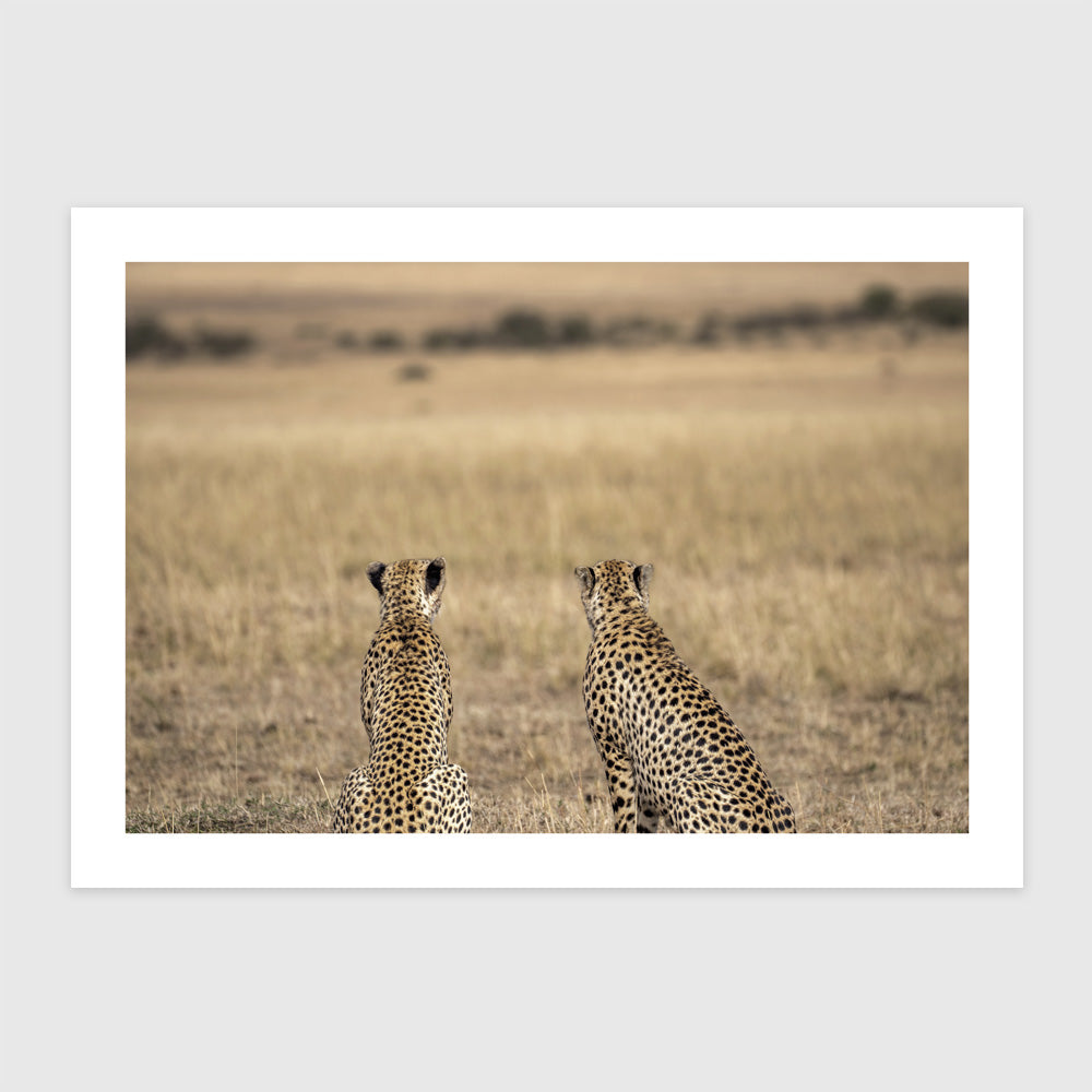 Geparzi Masculi (Masai Mara, Kenya)