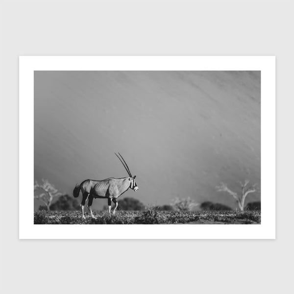 Oryx II