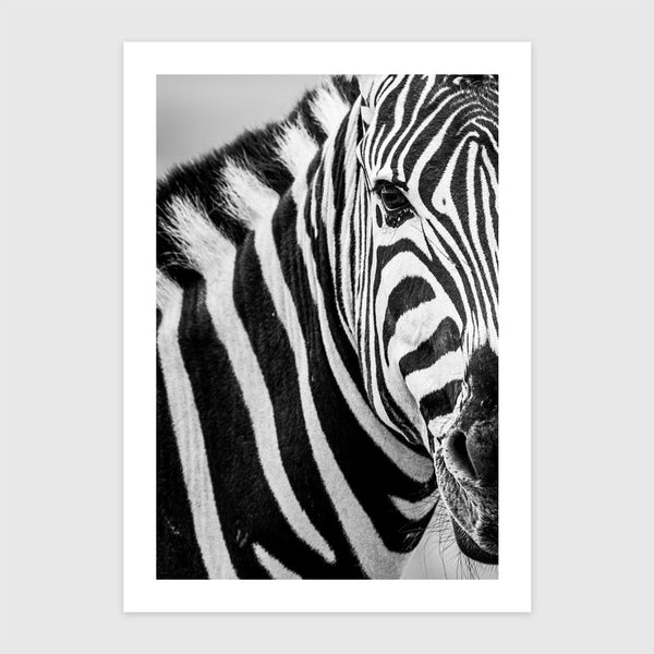 Zebra I