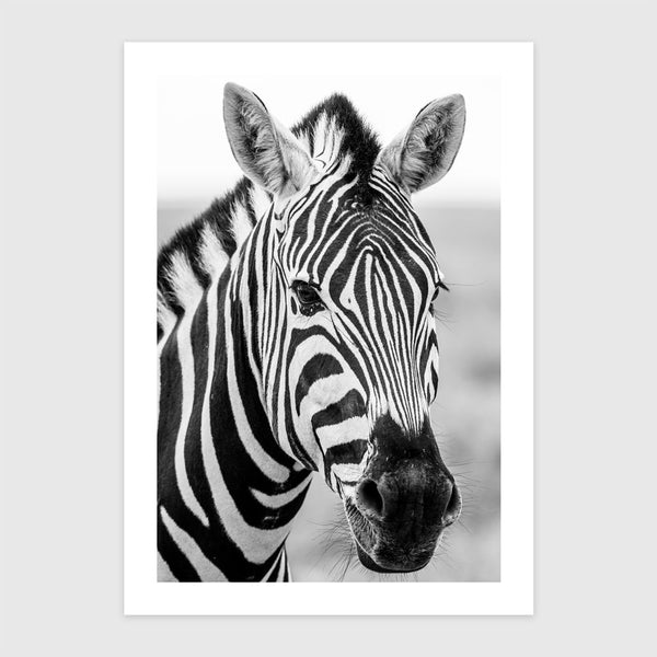 Zebra II