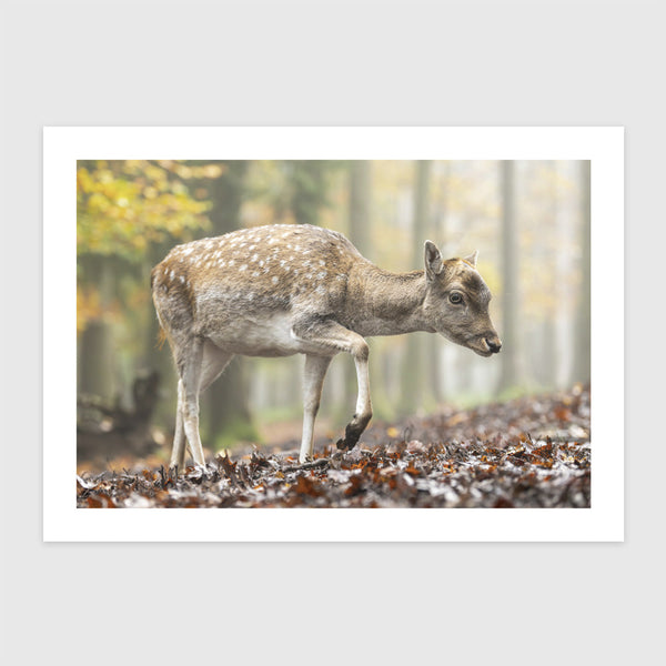 Dámvad ködös őszi erdőben